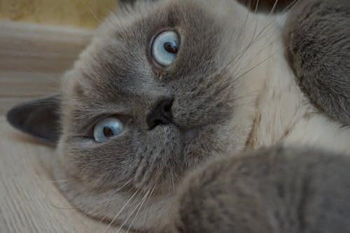 Photos gratuites de animaux domestiques, beaux yeux, chat domestique