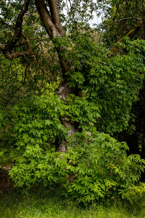 A Lush Green Shrub and Trees 