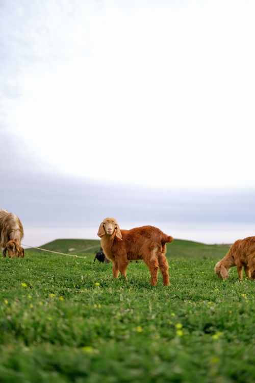 Free A serene scene of goats grazing on a lush green pasture under a wide sky, showcasing nature's tranquility. Stock Photo