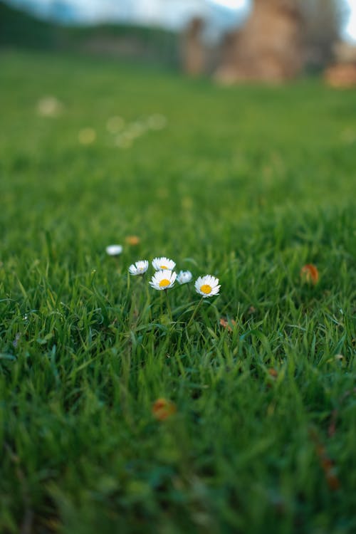 Close-up of Daisies on a Grass Field