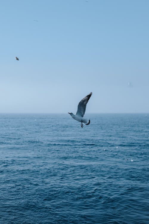 A Seagull Flying over the Sea 