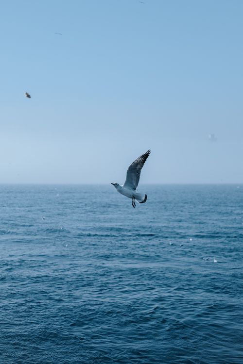 Free A seagull gracefully soars over a tranquil sea under a clear blue sky. Stock Photo