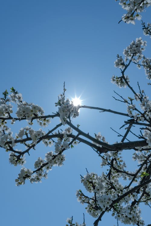 Blossoms against Sun in Blue Sky