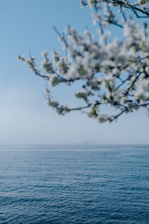 Fotos de stock gratuitas de árbol, cerezos en flor, cielo azul