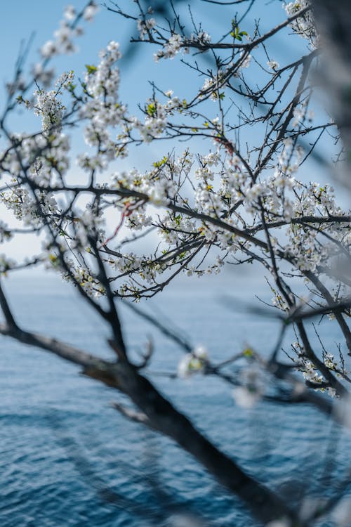 Blossoming Apple Tree by Sea