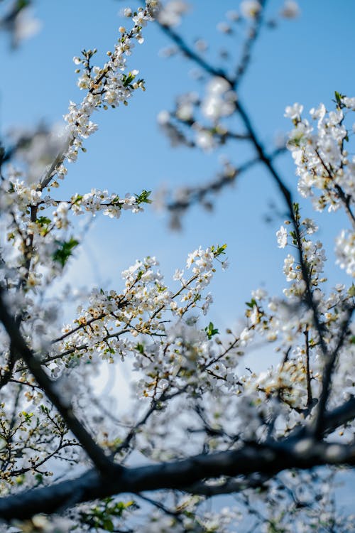 Fotos de stock gratuitas de árbol, belleza, cerezos en flor