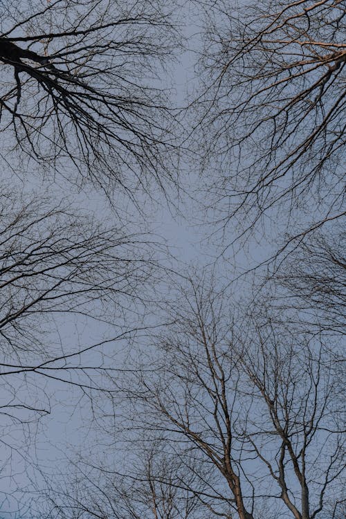 Low Angle Shot of Leafless Trees on the Background of a Blue Sky 