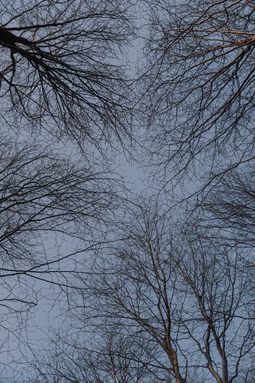 Free Low angle view of leafless trees and clear blue sky in autumn forest setting. Stock Photo
