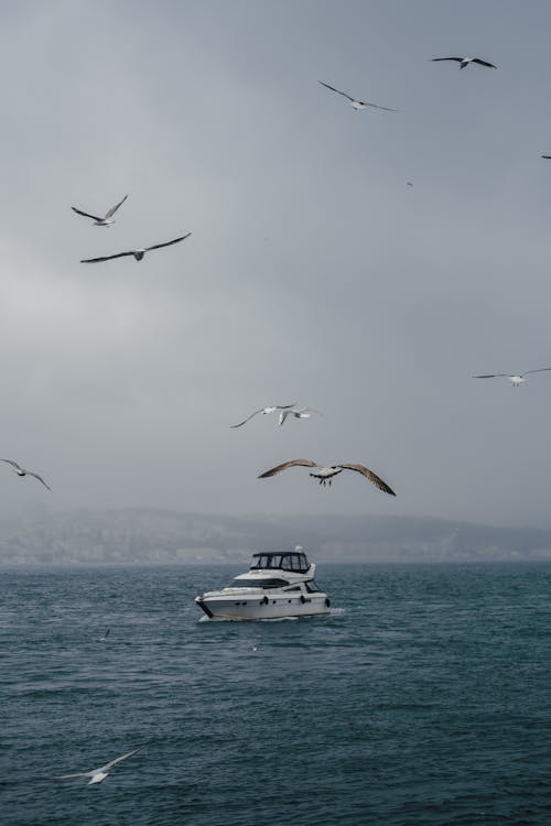 Seagulls Flying above the Boat on the Sea 