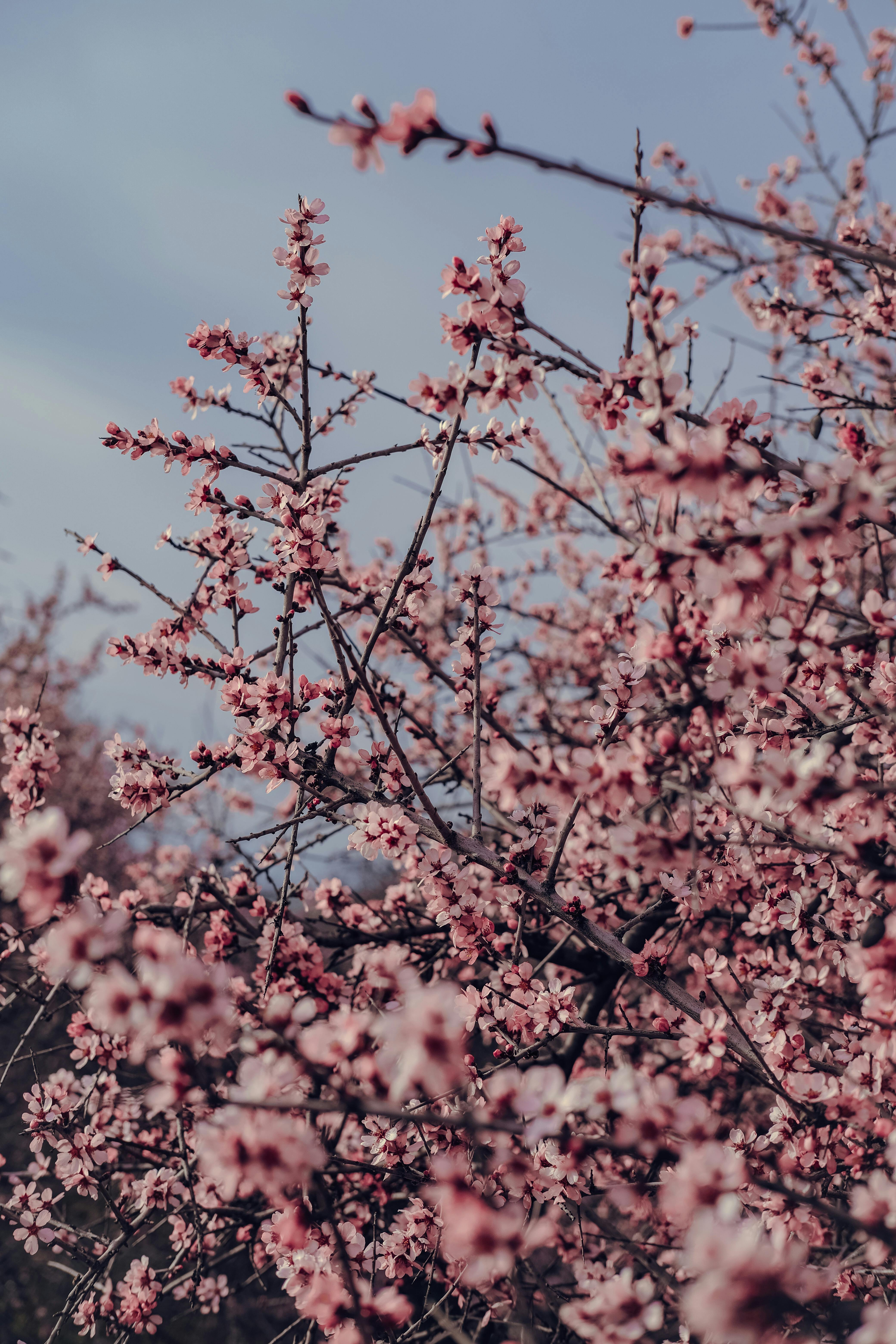 Beautiful cherry blossom branches in full bloom under a clear spring sky.