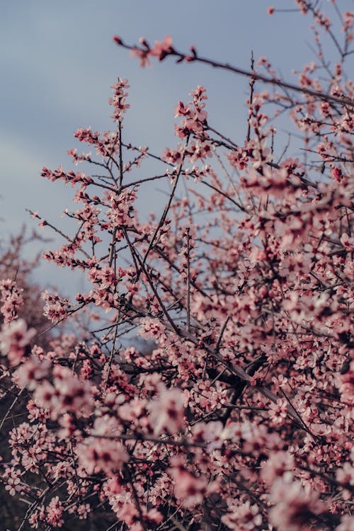 Fotos de stock gratuitas de crecimiento, floraciones, Flores rosadas