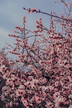 Beautiful cherry blossom branches in full bloom under a clear spring sky.