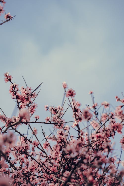 Fotos de stock gratuitas de árbol, belleza, cerezos en flor