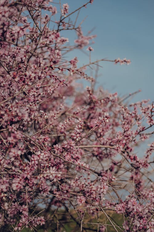 Cherry Blossom on the Background of the Sky