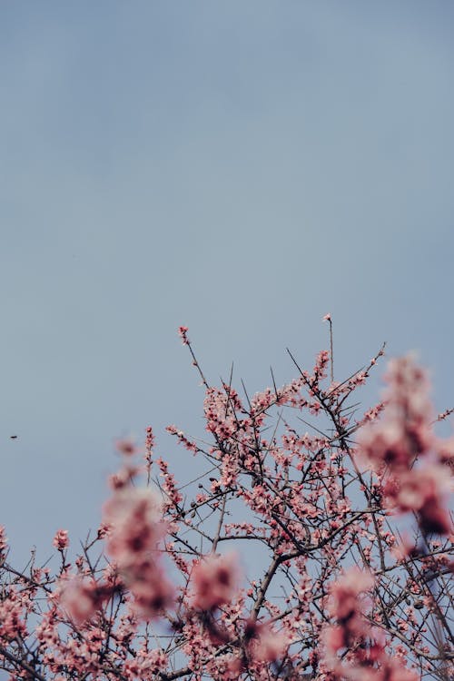 Fotos de stock gratuitas de cielo limpio, crecimiento, floraciones