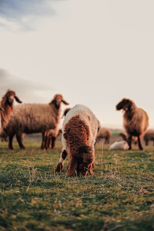A Flock of Sheep on a Grass Field 