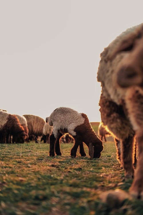 A Flock of Sheep on the Pasture at Sunset 