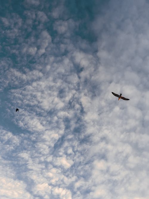 Kostenloses Stock Foto zu flaumig, fliegen, tierwelt