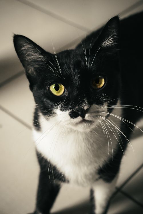 Free Charming black and white cat with bright yellow eyes sitting indoors on a tiled floor. Stock Photo