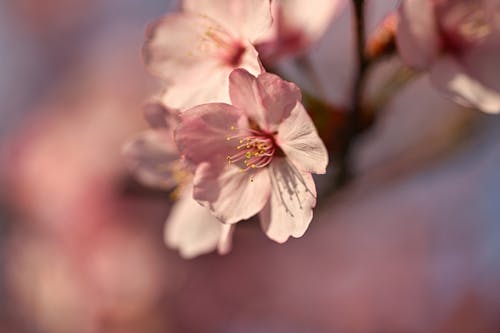 Gratis stockfoto met aantrekkelijk mooi, achtergrondafbeelding, bloeiend