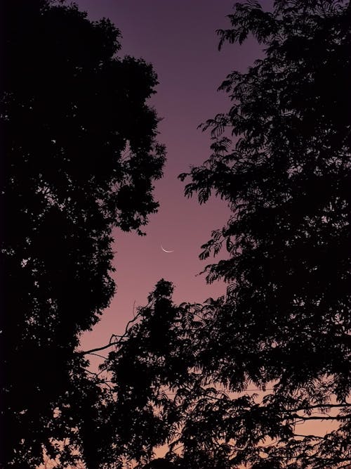 Fotos de stock gratuitas de arboles, cielo morado, creciente