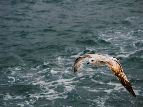 Close-up of a Seagull Flying above the Sea 