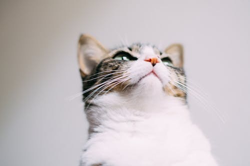 Kitten against White Background 