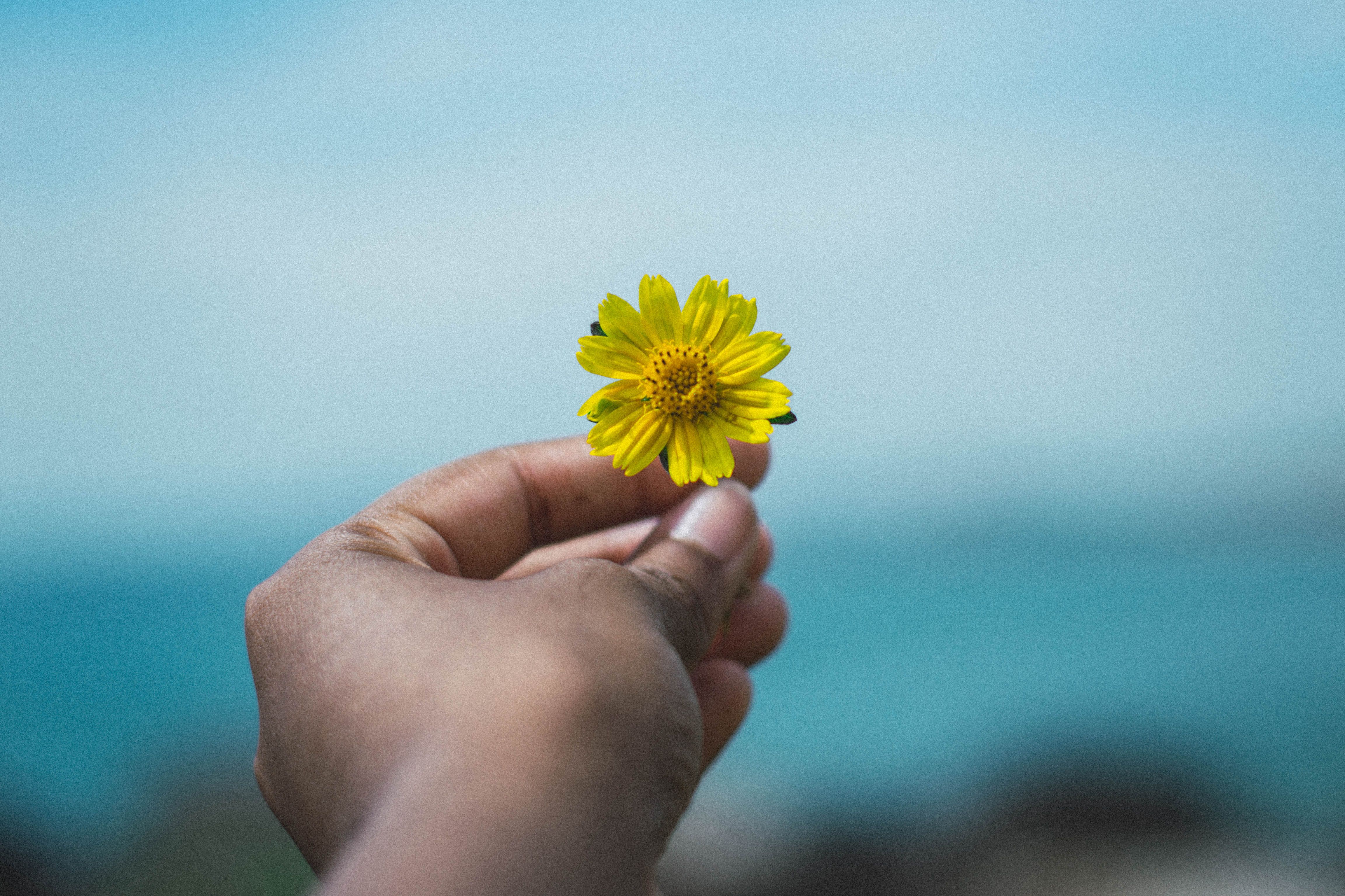 Hand with Yellow Flower · Free Stock Photo