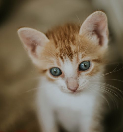 Small Ginger Kitten 