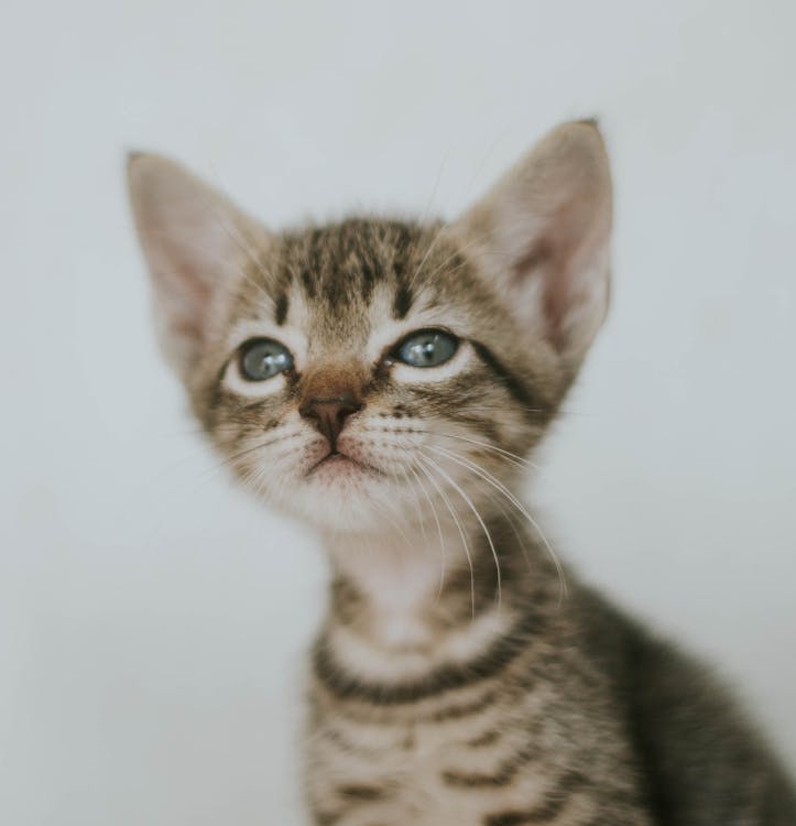 Close-up of a Small Kitten 
