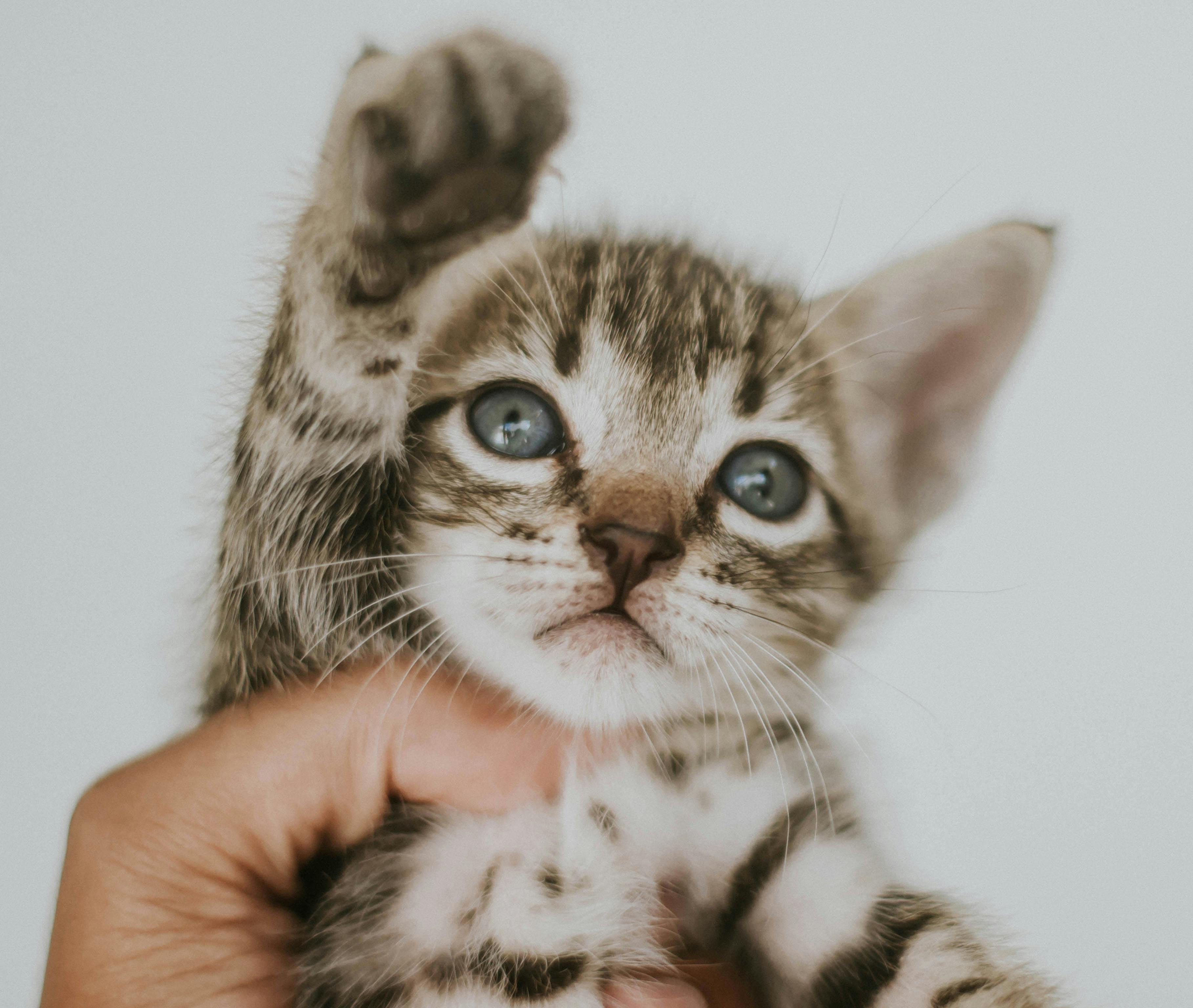 pet care, pet health, pet safety, pet grooming — Photo by Alice Castro on Pexels