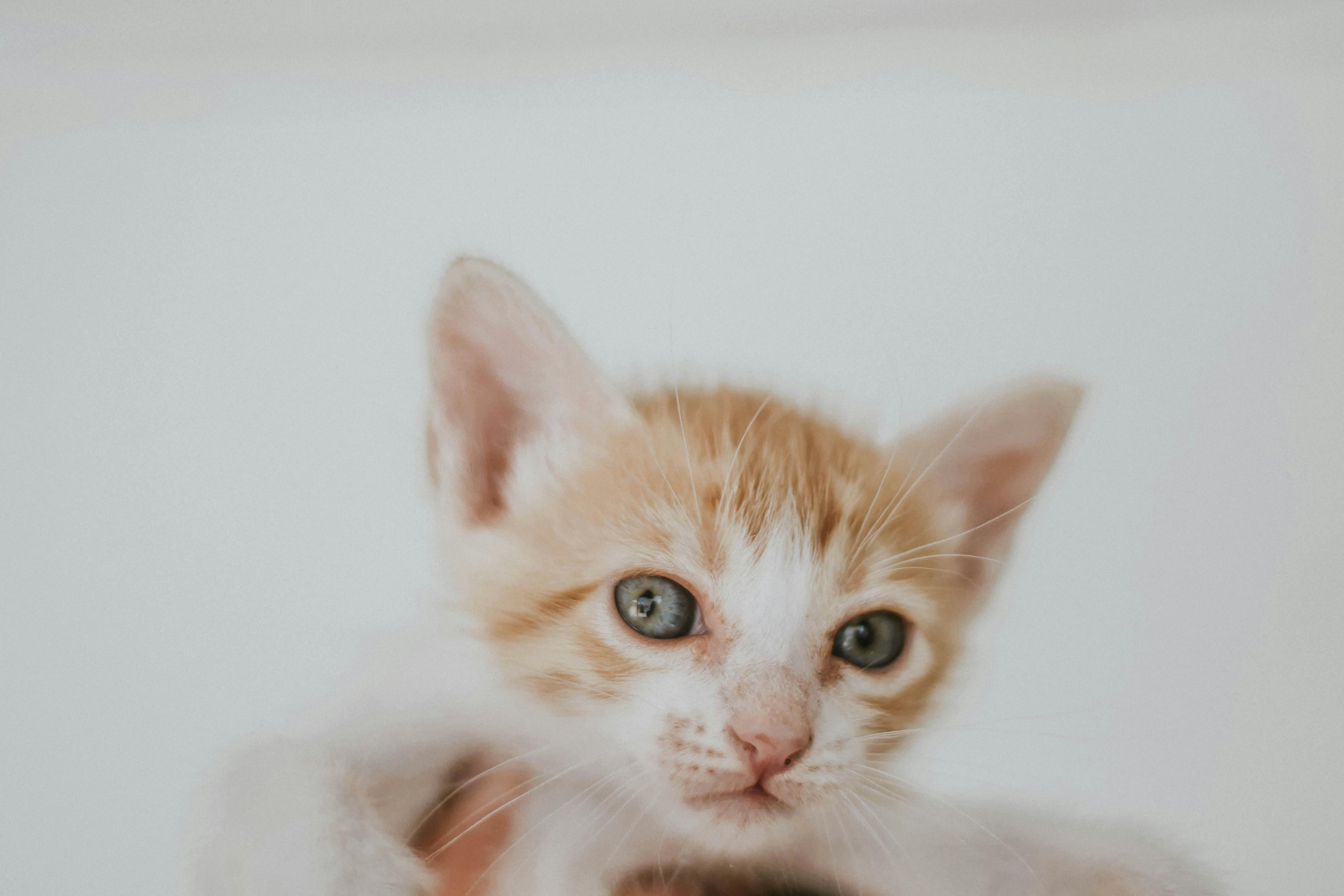 Pet Animal Health Product Market Analysis By Application, Type, — Photo by Alice Castro on Pexels