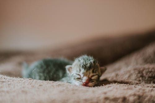 Close-up of a Kitten on a Blanket 