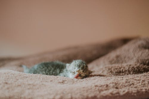 Kitten Sleeping on a Blanket 