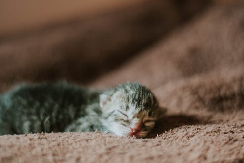 Sleeping Kitten on a Blanket 