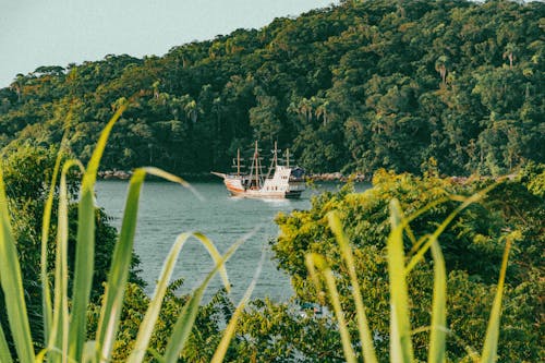 Foto stok gratis flora, fokus selektif, hutan