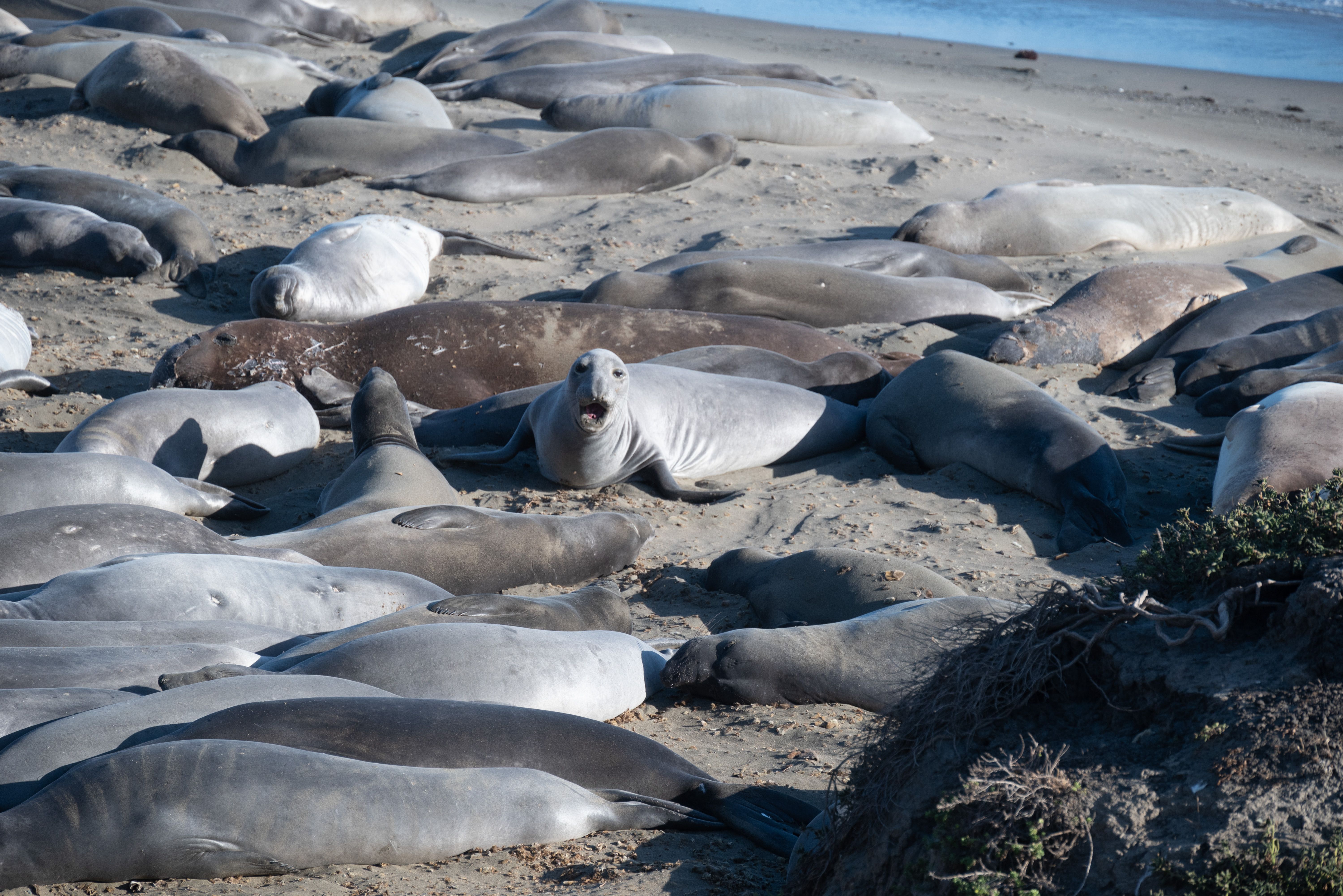 elephant seals aggressive humans