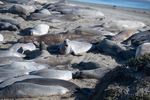 A group of elephant seals relaxing on the sandy shores of San Simeon, California.