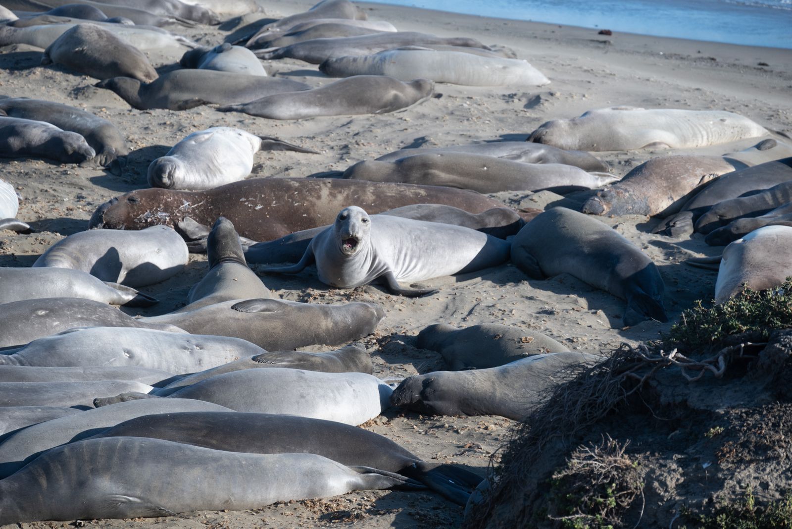 La inmensidad de la Patagonia Acantilados y costa de Península Valdés con elefantes marinos en la playa.