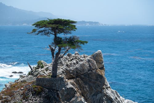 Tree on a Rocky Hill by the Sea 