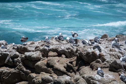 Free Seagulls perched on rocky shores with crashing waves and vibrant blue ocean in California. Stock Photo