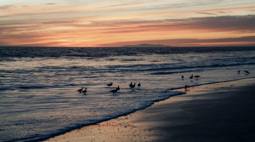 Seagulls on the Seashore at Sunset
