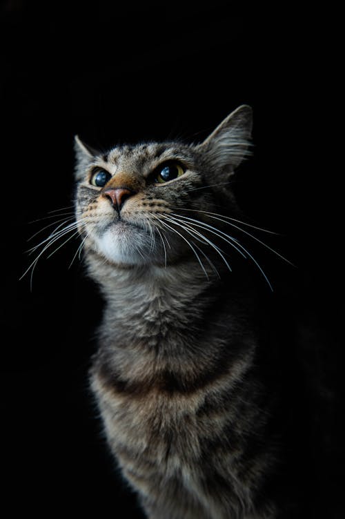 Cat in Black Background