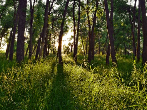 Imagine de stoc gratuită din arbori, codru, iarbă