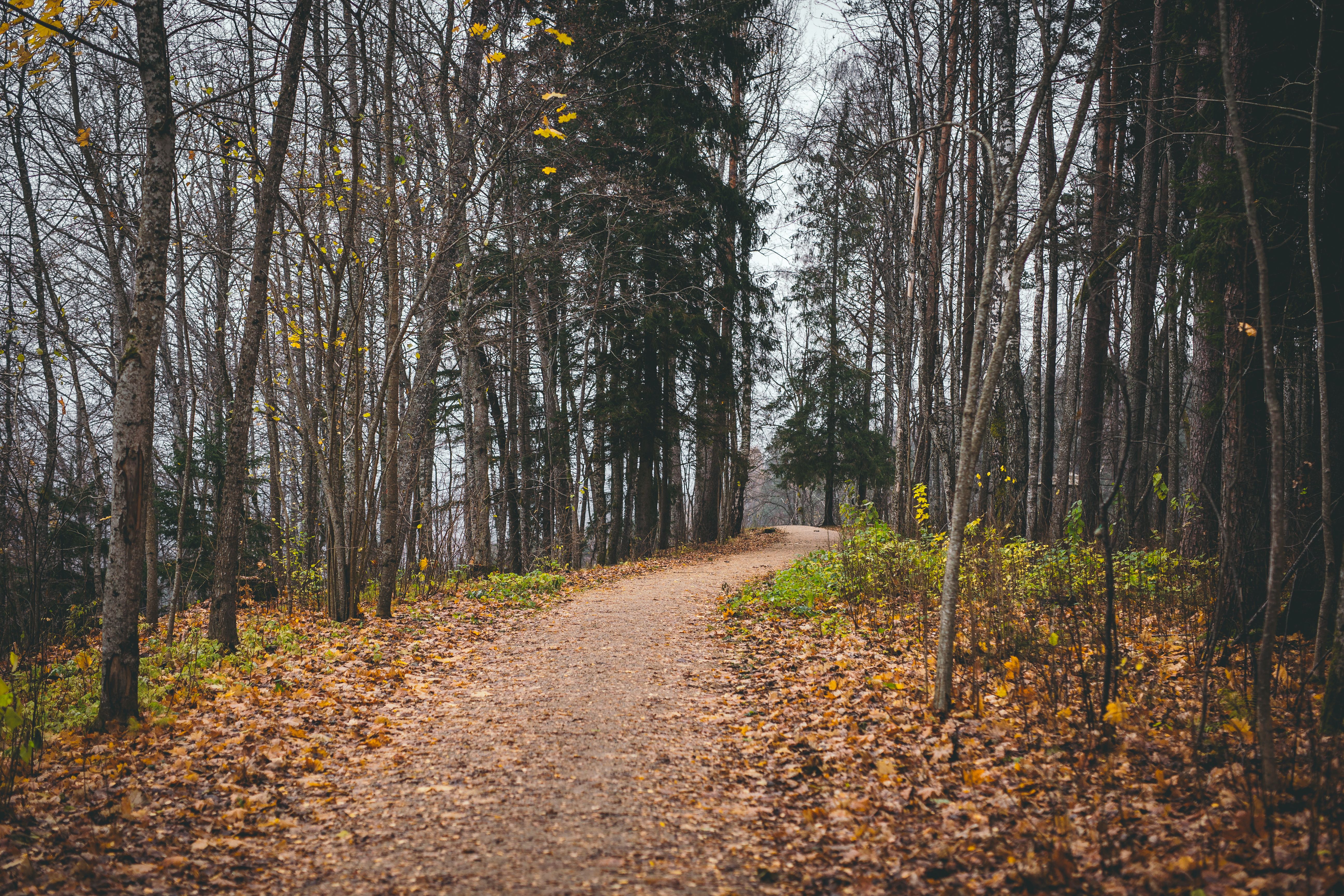 free-stock-photo-of-late-autumn-orange-seasons
