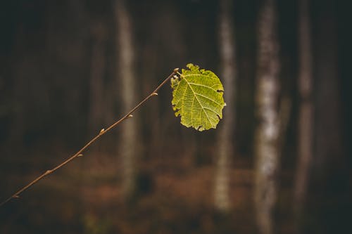 녹색 잎의 매크로 촬영