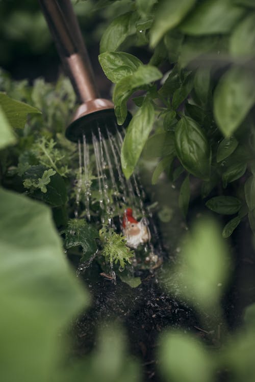 Immagine gratuita di acqua, annaffiatoio, avvicinamento