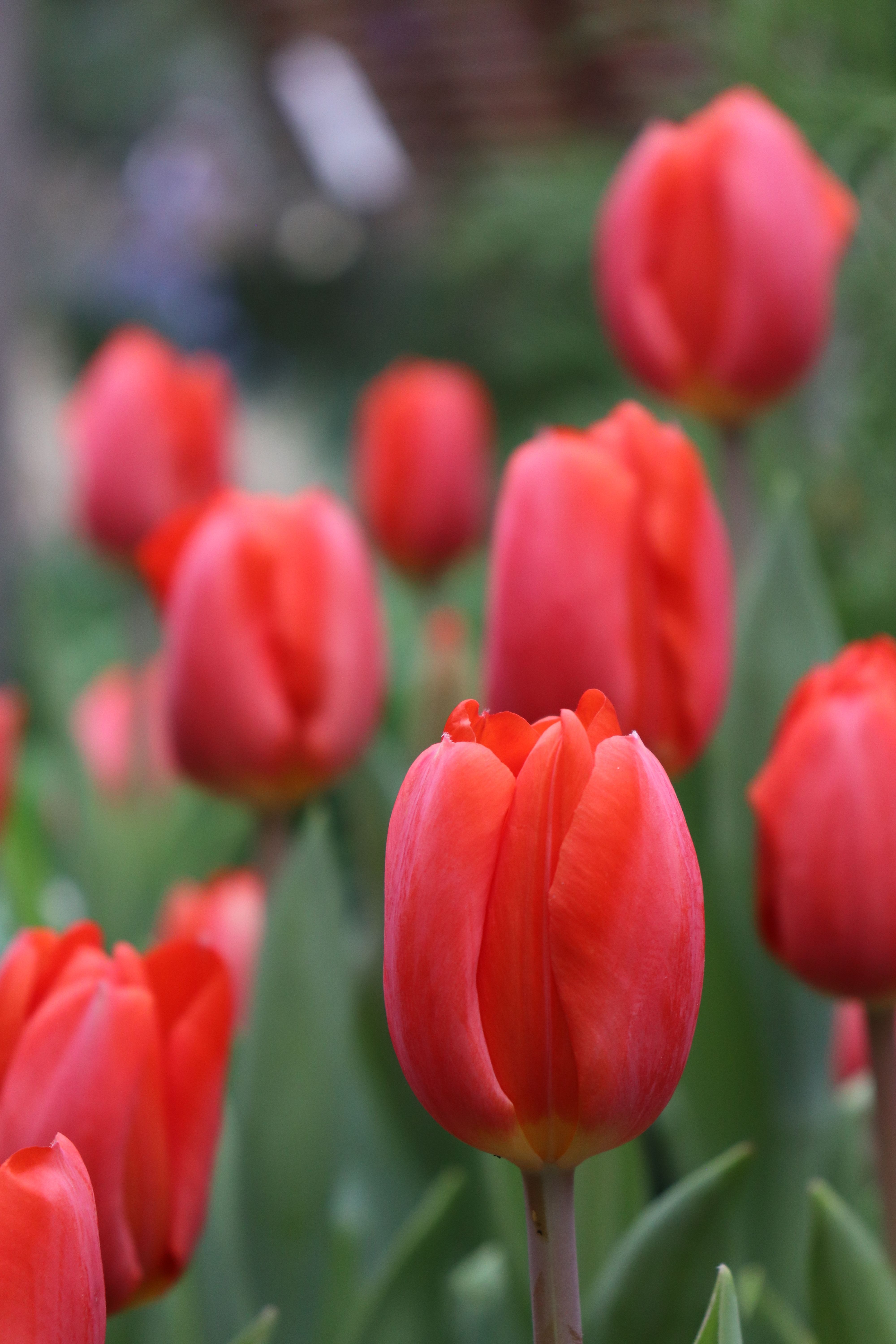 Close up of Tulips · Free Stock Photo