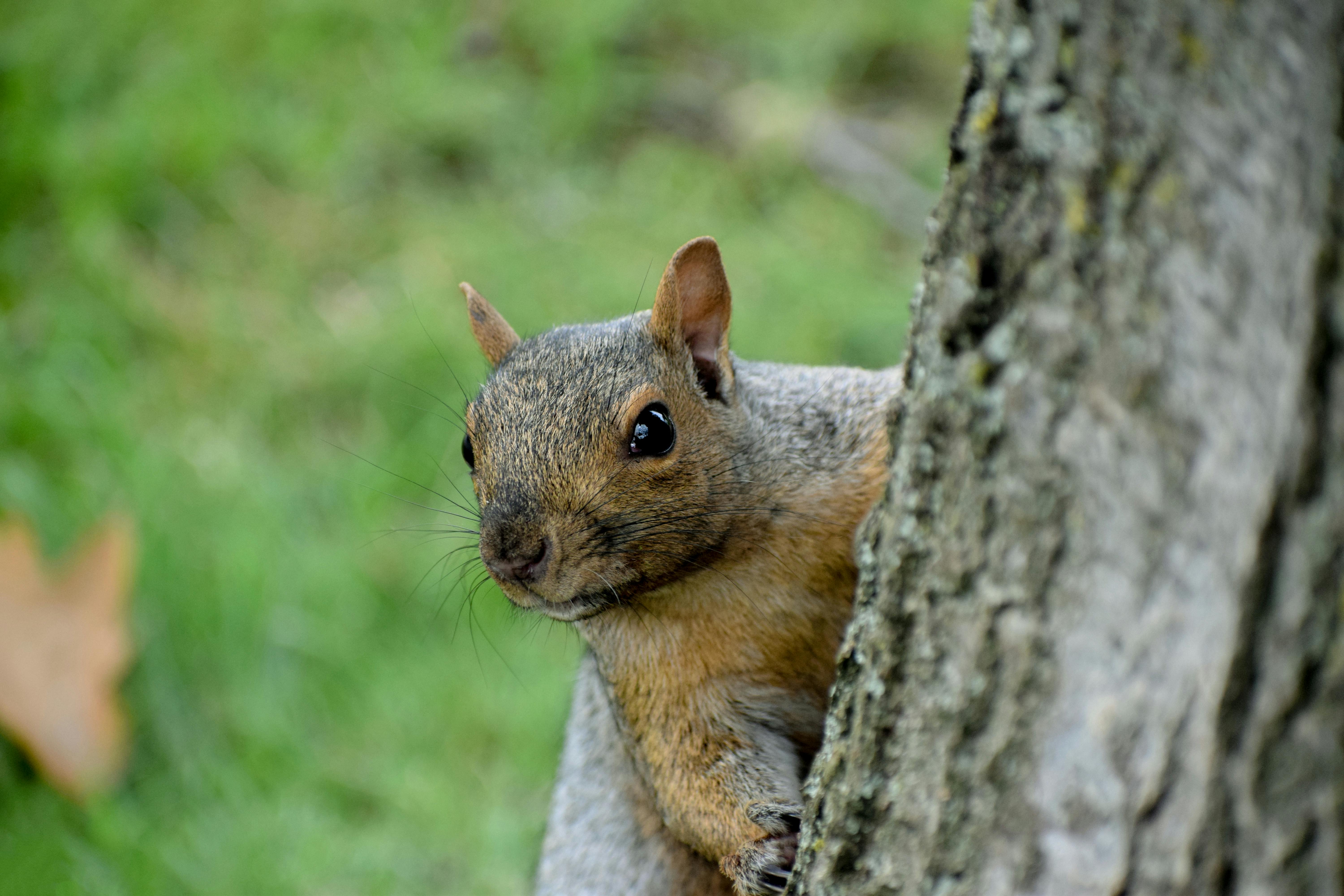 Panorama der Altstadt von Tallinn