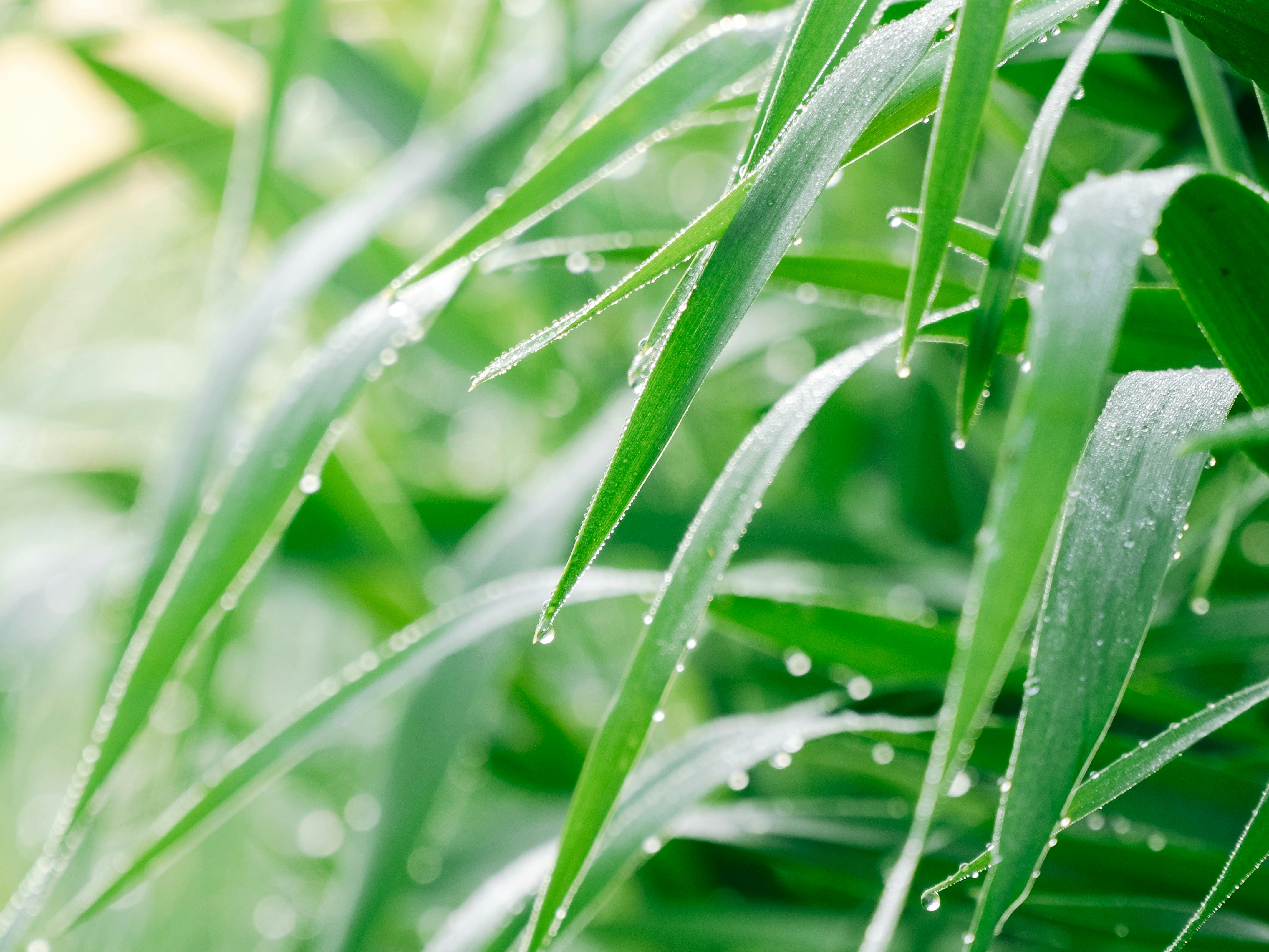 A macro shot of a raindrop on a leaf, reflecting the surrounding forest in Auckland.